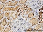 AGT Antibody in Immunohistochemistry (Paraffin) (IHC (P))