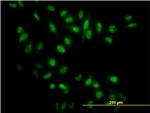 NR0B1 Antibody in Immunocytochemistry (ICC/IF)