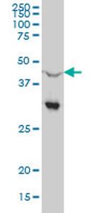 NR0B1 Antibody in Western Blot (WB)