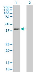 AHCY Antibody in Western Blot (WB)