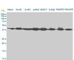 AHCY Antibody in Western Blot (WB)