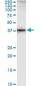 AHCY Antibody in Western Blot (WB)