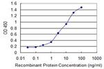 AHSG Antibody in ELISA (ELISA)