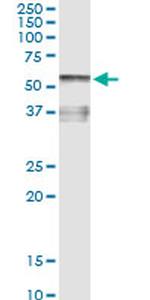 AHSG Antibody in Immunoprecipitation (IP)