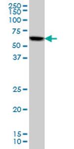 AKT1 Antibody in Western Blot (WB)