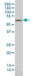 AKT1 Antibody in Western Blot (WB)