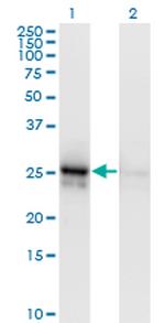 ALDOA Antibody in Western Blot (WB)