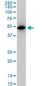 ALDOA Antibody in Western Blot (WB)