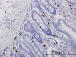 ALOX15 Antibody in Immunohistochemistry (Paraffin) (IHC (P))