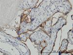 ALPPL2 Antibody in Immunohistochemistry (Paraffin) (IHC (P))