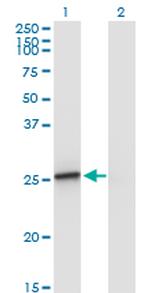 AMELX Antibody in Western Blot (WB)