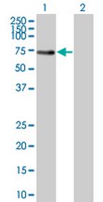 BIN1 Antibody in Western Blot (WB)
