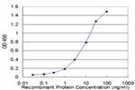 BIN1 Antibody in ELISA (ELISA)