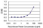 ANG Antibody in ELISA (ELISA)