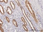 ANXA1 Antibody in Immunohistochemistry (Paraffin) (IHC (P))