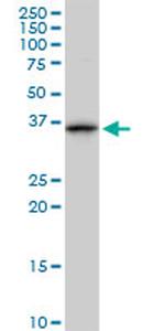 ANXA1 Antibody in Western Blot (WB)