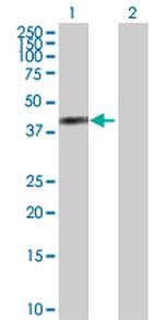 ANXA2 Antibody in Western Blot (WB)