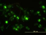 ANXA2 Antibody in Immunocytochemistry (ICC/IF)