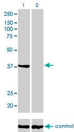 ANXA2 Antibody in Western Blot (WB)