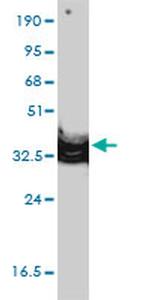 ANXA2 Antibody in Western Blot (WB)