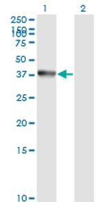 ANXA2 Antibody in Western Blot (WB)