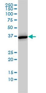 ANXA2 Antibody in Western Blot (WB)