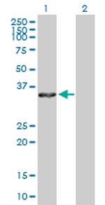 ANXA4 Antibody in Western Blot (WB)