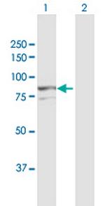 AOC2 Antibody in Western Blot (WB)