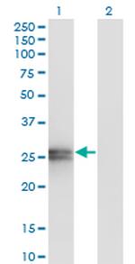 APOA1 Antibody in Western Blot (WB)