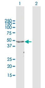 APOA4 Antibody in Western Blot (WB)