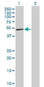 APOA4 Antibody in Western Blot (WB)