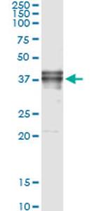 FAS Antibody in Immunoprecipitation (IP)