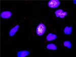 FASLG Antibody in Proximity Ligation Assay (PLA) (PLA)