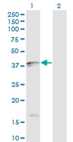 FASLG Antibody in Western Blot (WB)