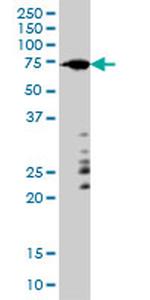 ARAF Antibody in Western Blot (WB)