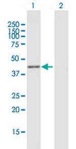 AREG Antibody in Western Blot (WB)