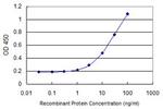 ARG2 Antibody in ELISA (ELISA)