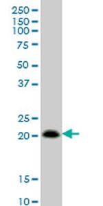 RHOC Antibody in Western Blot (WB)