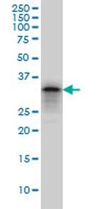 PHOX2A Antibody in Western Blot (WB)