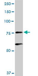 ARNT Antibody in Western Blot (WB)