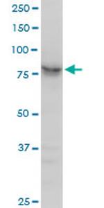 ARNT Antibody in Western Blot (WB)