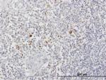 ARSA Antibody in Immunohistochemistry (Paraffin) (IHC (P))