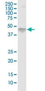 ASGR1 Antibody in Western Blot (WB)