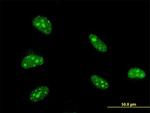 ZFHX3 Antibody in Immunocytochemistry (ICC/IF)