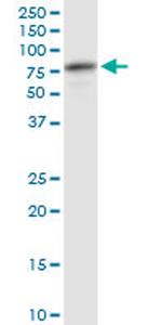 ATP6V1A Antibody in Western Blot (WB)