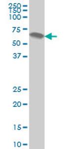 ATP6AP1 Antibody in Western Blot (WB)