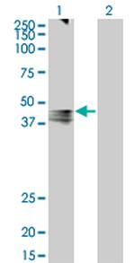 AVPR1A Antibody in Western Blot (WB)