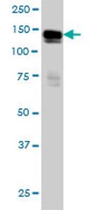 AXL Antibody in Western Blot (WB)