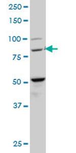 BACH1 Antibody in Western Blot (WB)