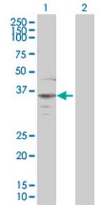 BAG1 Antibody in Western Blot (WB)